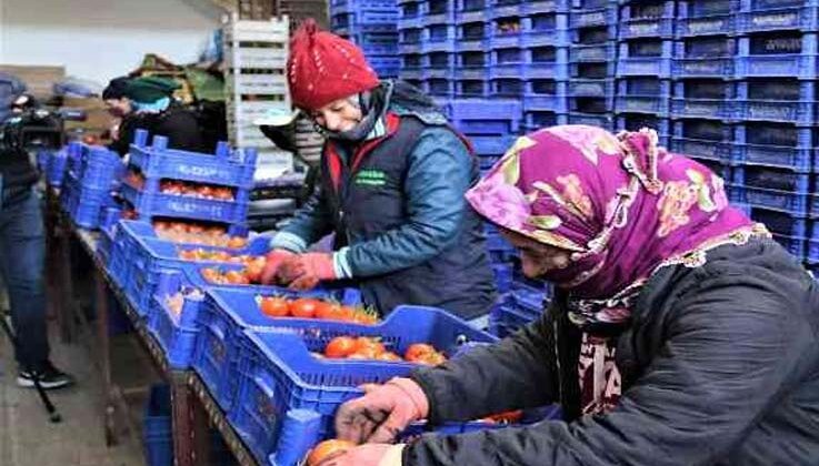 Antalya hallerinde işlem gören meyve Ocak ayında son 4 yılın ortalamasında