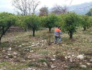 Kemer’de yeşil alanlarda gübreleme çalışması