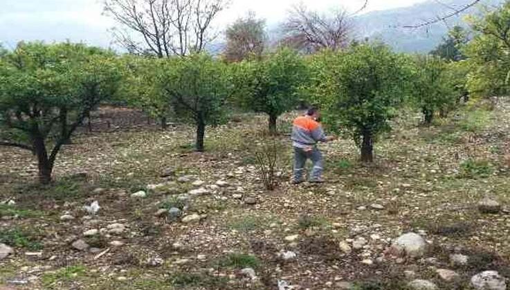 Kemer’de yeşil alanlarda gübreleme çalışması