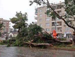 Antalya kent merkezine dolu yağdı rüzgara dayanamayan ağaç yola devrildi