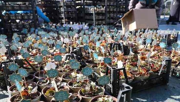 Alanya’da 14 Şubat için 10 bin çiçek ücretsiz dağıtıldı
