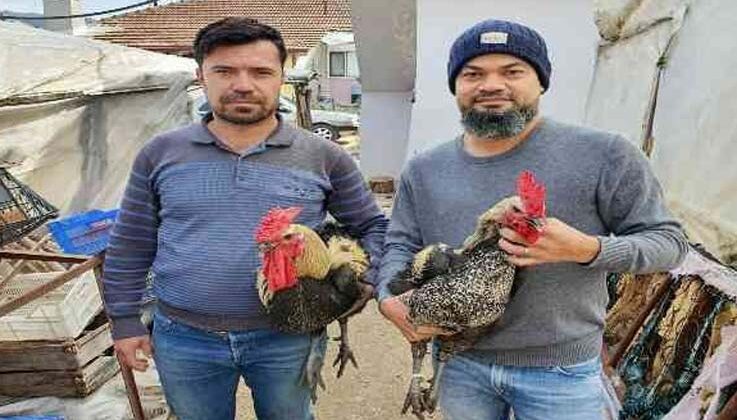 Denizli Horozu hobisinden para kazanıyor