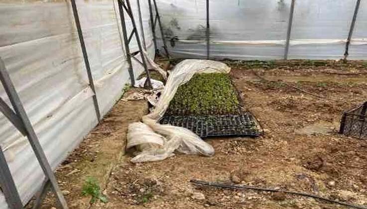 Sera içerisinde 243 kök kenevir bulundu