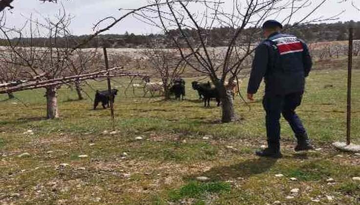 Ahırdan kaybolan keçi ve koyunlar jandarma tarafından bulundu