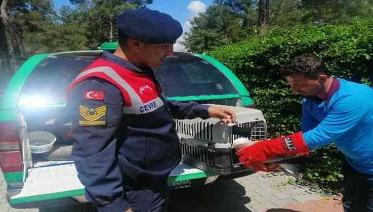 Jandarma, devriyede bulduğu kör ve uçamaz haldeki martıyı tedavi ettirdi