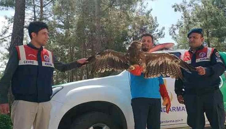 Jandarmadan uçamaz haldeki kartala yardım eli