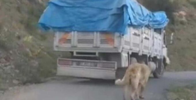 Köpeğini zincirle kamyonuna bağlayıp yolculuk yaptı