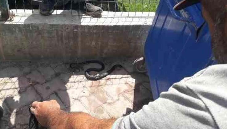 Sahile yakın bölgedeki yılan kurtarılıp doğaya bırakıldı