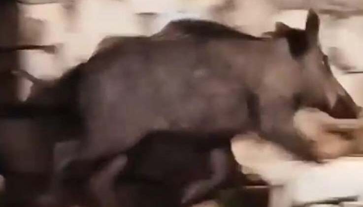 Antalya’da evin bahçesine giren domuz ev sahibini neye uğradığını şaşırttı