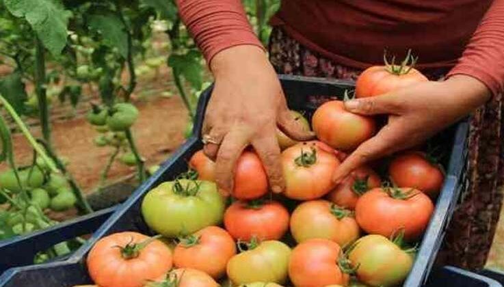 Antalya’da domates çiftçinin yüzünü güldürdü
