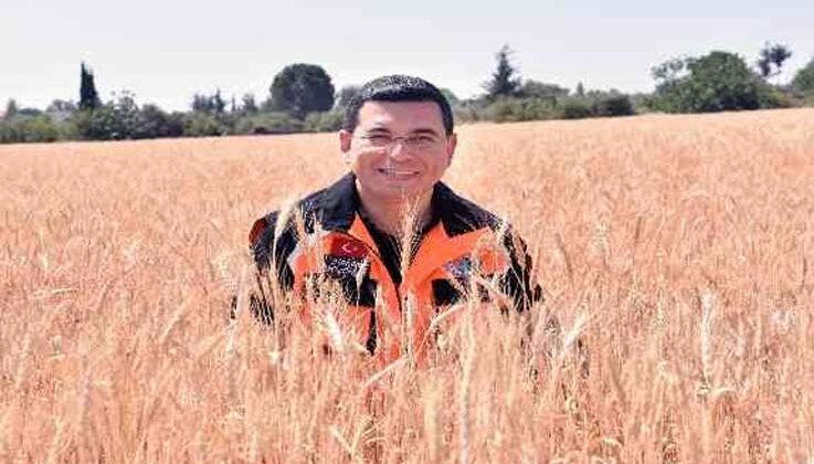 Kepez’in buğday tarlalarında hasat zamanı