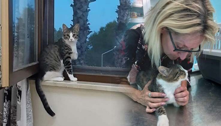 Bir bacağı ampute kediyi bulana 2 bin TL’lik ödül