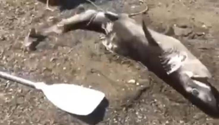 Denizlerin çöpçüsü olarak bilinen 1,5 metrelik boz camgöz köpek balığı kıyıya vurdu