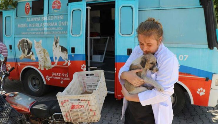 Alanya Belediyesi, kırsaldaki hayvanların bakım ve kontrollerini eksiksiz yapıyor