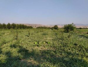 Korkuteli’de kooperatif karpuz alımına başladı