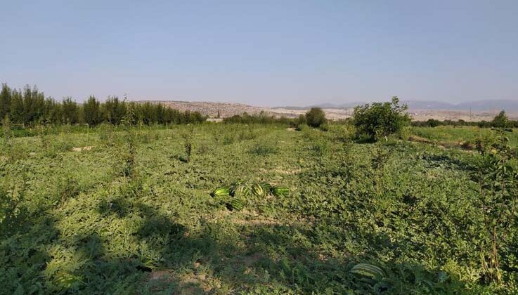Korkuteli’de kooperatif karpuz alımına başladı