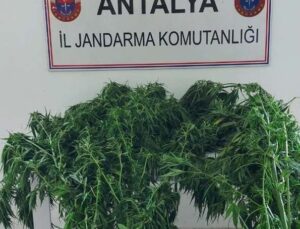 Alanya’da serada 43 kök kenevir ele geçirildi