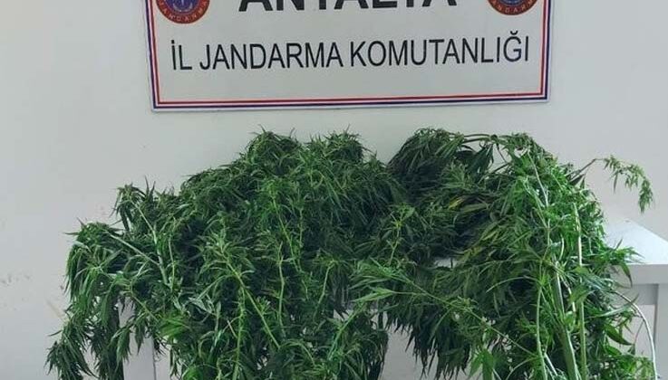 Alanya’da serada 43 kök kenevir ele geçirildi