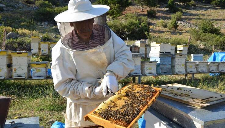 Antalya’da balda son 23 yılın en yüksek rekolte beklentisi