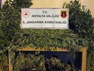 Antalya’da ormanlık alana ekili bin 115 kök kenevir ele geçirildi