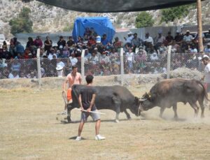 Antalya’da boğa güreşlerinde heyecanlı anlar yaşandı