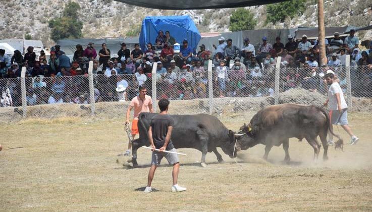 Antalya’da boğa güreşlerinde heyecanlı anlar yaşandı