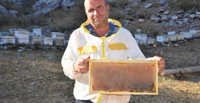 Siparişler kovandan çıkmadan alınıyor, kilogramı 300 TL’den satılıyor