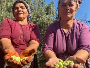 Antalya’da zeytin hasadı başladı