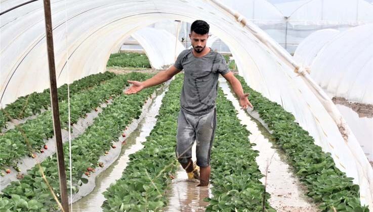 Antalya’da 1 saat etkili olan sağanak yağışta çilek seraları sular içinde kaldı