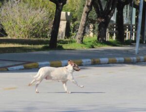 Rektörden, kampüs içinde başıboş köpek isyanı