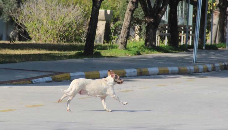 Rektörden, kampüs içinde başıboş köpek isyanı