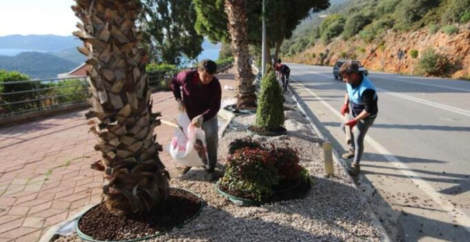 Kaş’ta peyzaj çalışmalarında 4 bin 625 bitki dikildi
