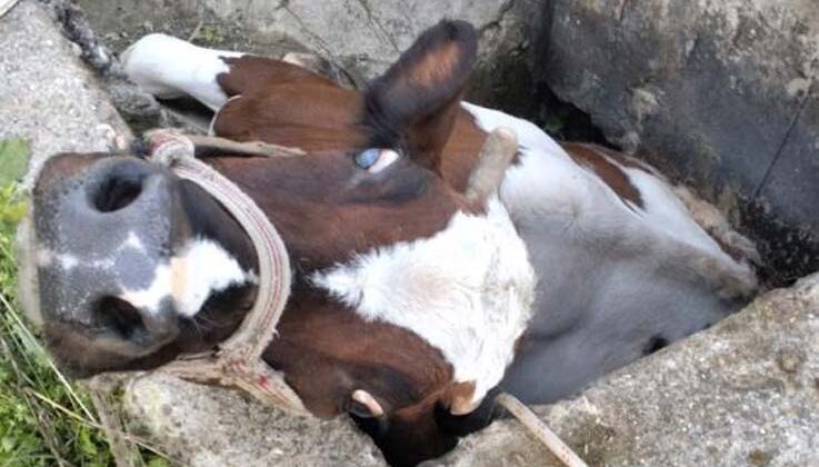 Sulama kanalı çukuruna düşen inek kepçeyle kurtarıldı