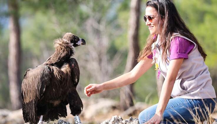 Tedavisi tamamlanan Kara Akbaba özgürlüğe kanat çırptı