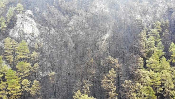 Alanya’da yanan ormanlık alan havadan görüntülendi