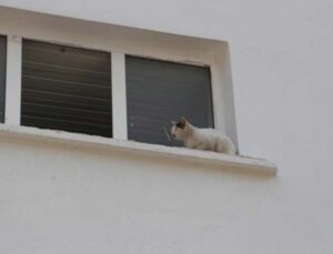 Okulun kedisi okulda mahsur kalıp pencereye çıktı, ekipler alarma geçti