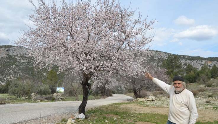 Güneşe aldanan badem ağaçları erken çiçek açtı