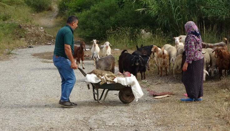 Başıboş pitbullar koyun ağılına saldırdı