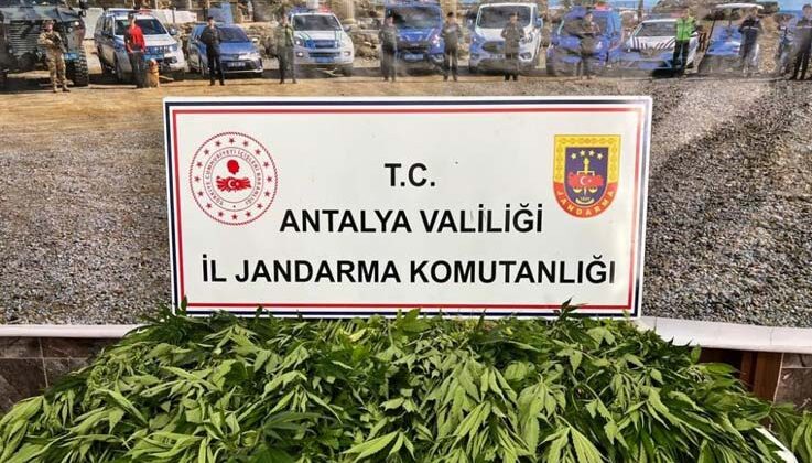 Antalya’da 268 kök kenevir ele geçirildi