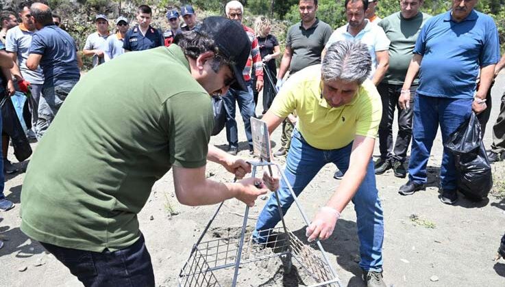 Caretta carettaların yuva çevresine güvenlik amacıyla kafes yerleştirildi