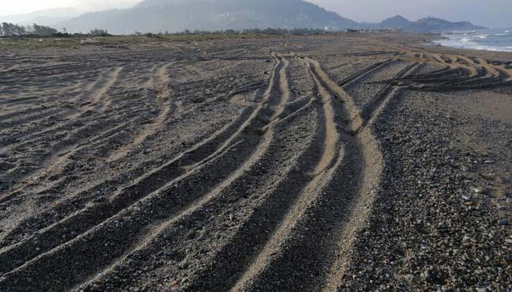 Sahil magandalarına caretta caretta ve kum zambağı uyarısı