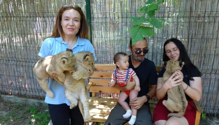 Afrika aslanı Sultan 6 yavru birden dünyaya getirdi