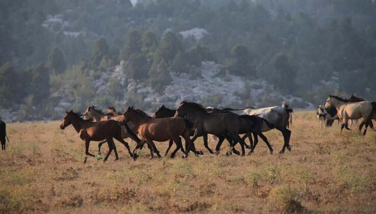 Yılkı atlarının Toroslar’ın yeşil çayırlarında görsel şöleni
