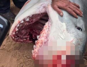 Mısır’da Rus turisti öldüren köpek balığı için profesörden ürperten yorum: “İlk vakası olmayabilir”