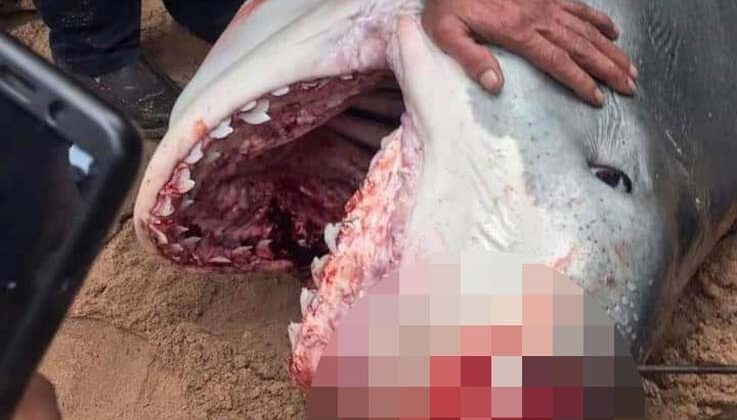Mısır’da Rus turisti öldüren köpek balığı için profesörden ürperten yorum: “İlk vakası olmayabilir”