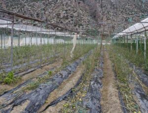 Hortum ve dolunun vurduğu üreticiye sera naylonu desteği