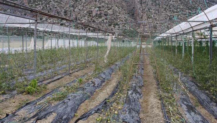 Hortum ve dolunun vurduğu üreticiye sera naylonu desteği