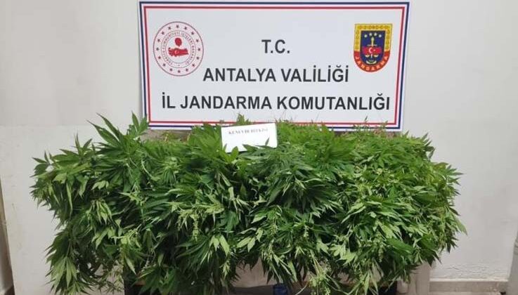 Antalya’da 2 bin 535 kök kenevir ele geçirildi