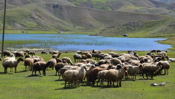 Antalya’da Yörükler yaylalara yerleşmeye başladı