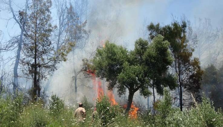 Anızdan başlayan yangın ormana sıçradı, 2 dönüm kızılçam ormanı yandı